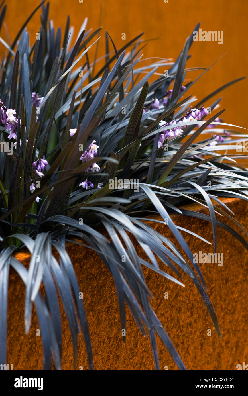 Ophiopogon planiscapus 'Nigrescens', Snakes's Beard. Perennial. Black foliage and purple flowers in metal container. Stock Photo