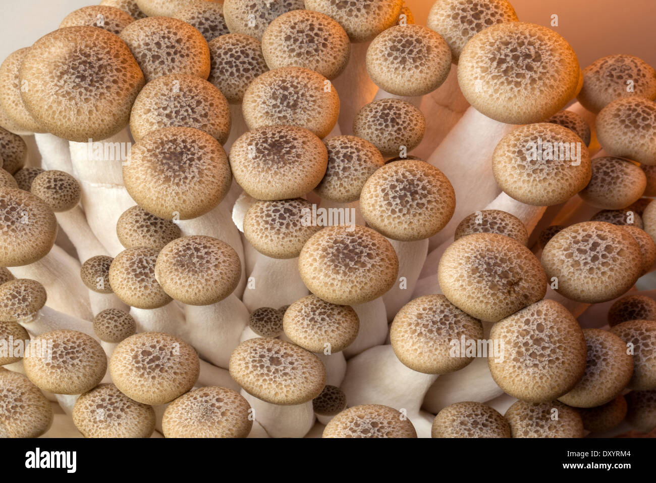 Buna Shimeji are edible mushrooms native to eastern Asia, especially Japan. Stock Photo