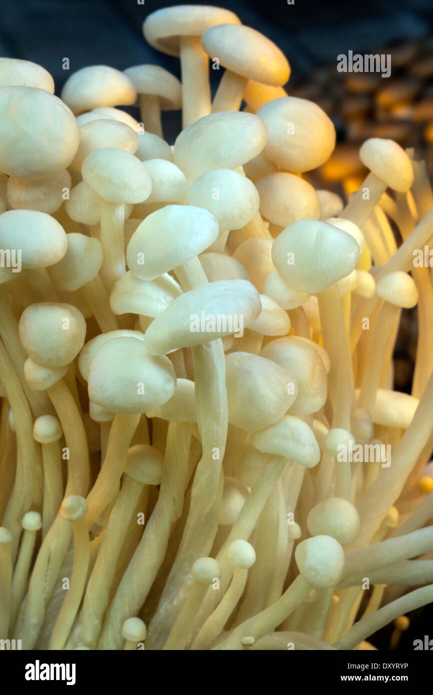 Mushrooms enoki hires stock photography and images Alamy