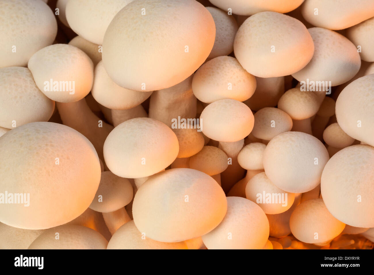 Shimeji are small edible mushrooms native to eastern Asia, especially Japan. Stock Photo