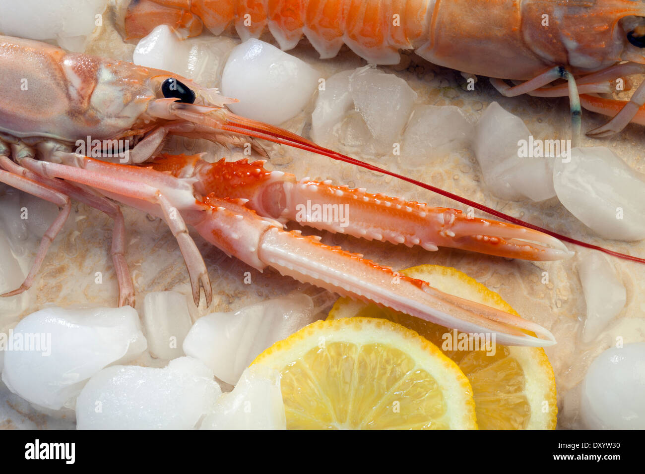 Langoustine or Norwegian Lobster (Nephrops norvegicus) Stock Photo
