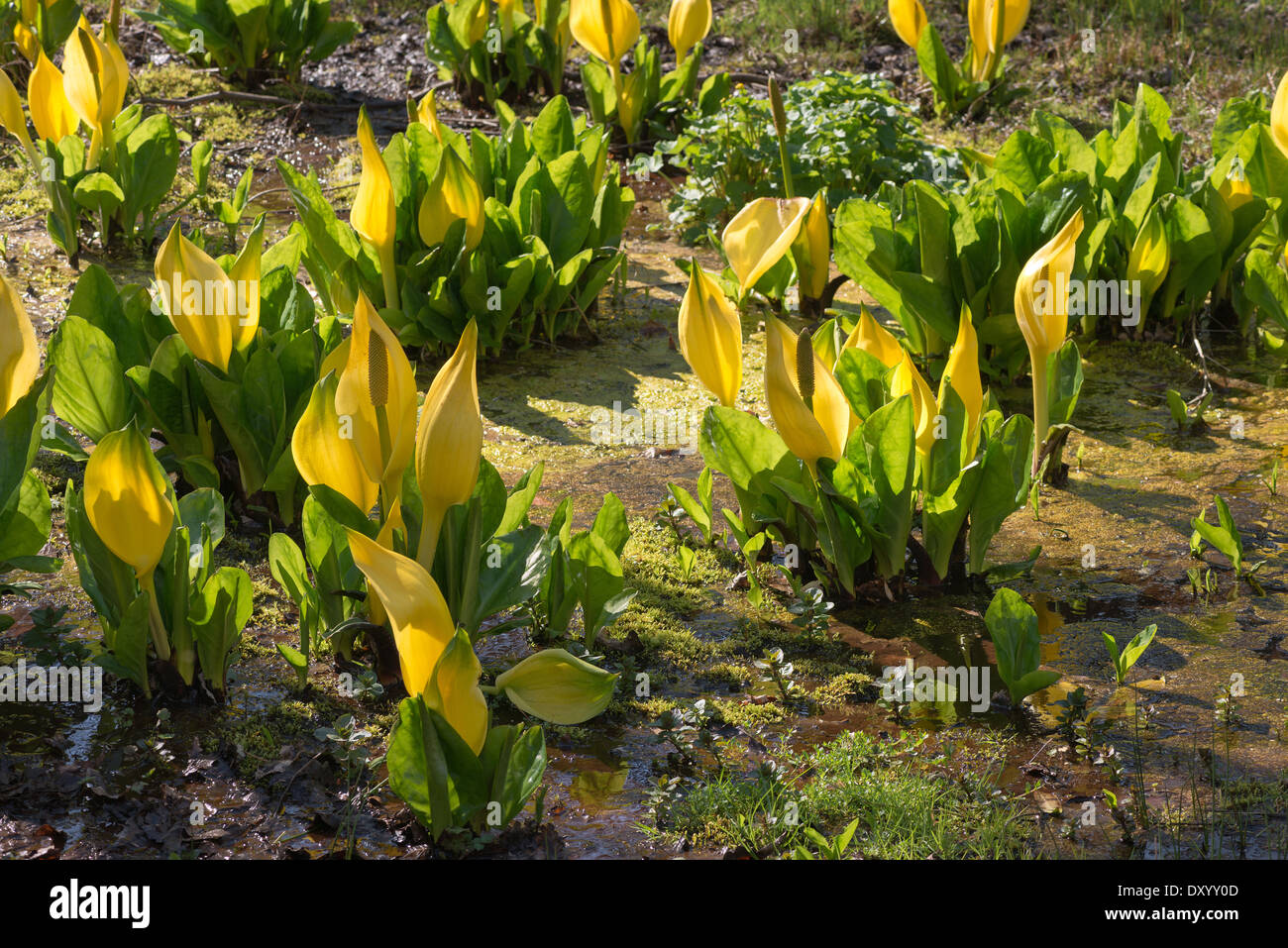 Wonderful bright yellow backlit swamp lantern in sunshine skunk cabbage patch Stock Photo