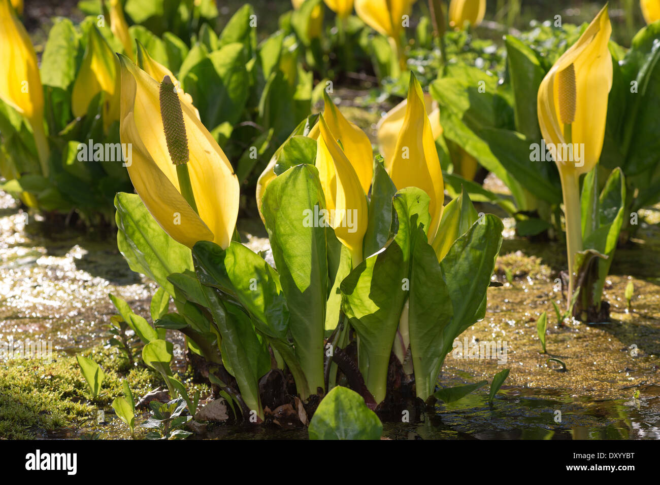 Wonderful bright yellow backlit swamp lantern in sunshine skunk cabbage patch Stock Photo