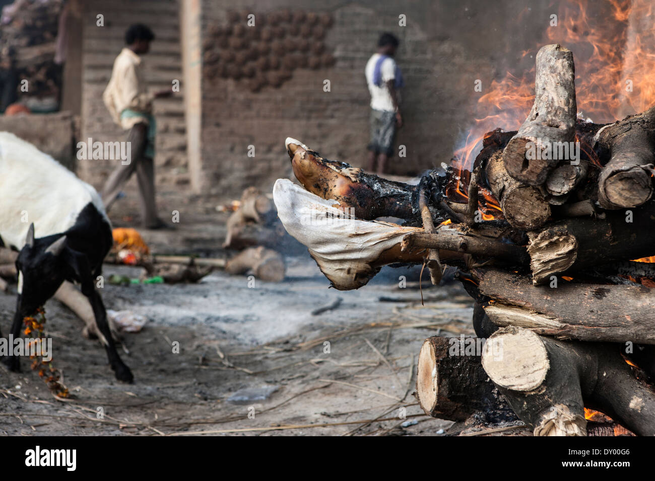 funeral pyre in India. The picture shows feet of a burning man in the front and a goat while eating flowers behind with a couple Stock Photo