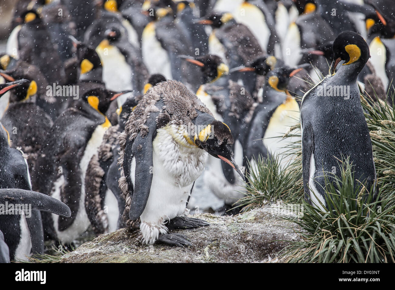 The anguish of a moulting King Penguin Stock Photo