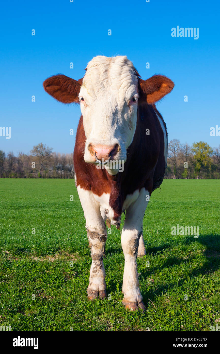 White and brown cow on green grass Stock Photo