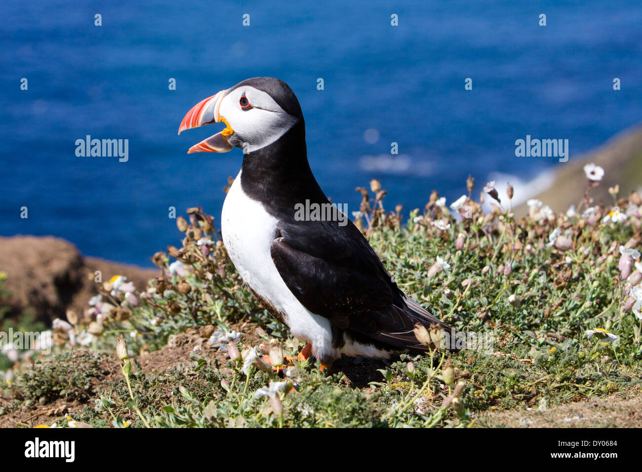 Atlantic Puffin, Skomer Island, UK. June. Summer Stock Photo