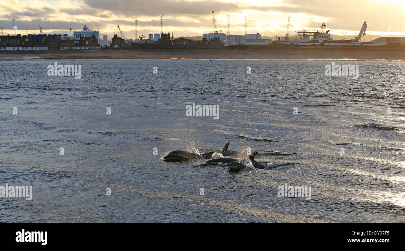 Dolphins in the waters at Aberdeen harbour, Scotland, UK Stock Photo