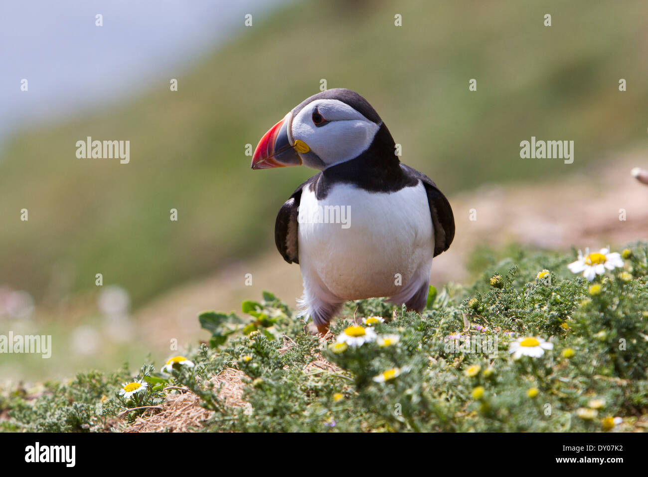 Atlantic Puffin, Skomer Island, UK. June. Summer Stock Photo
