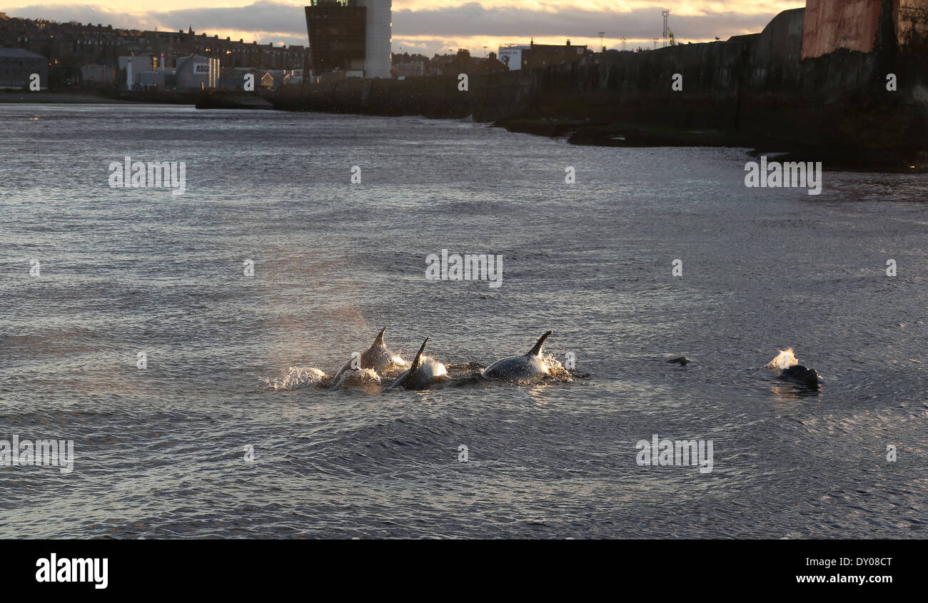 Dolphins in the waters at Aberdeen harbour, Scotland, UK Stock Photo