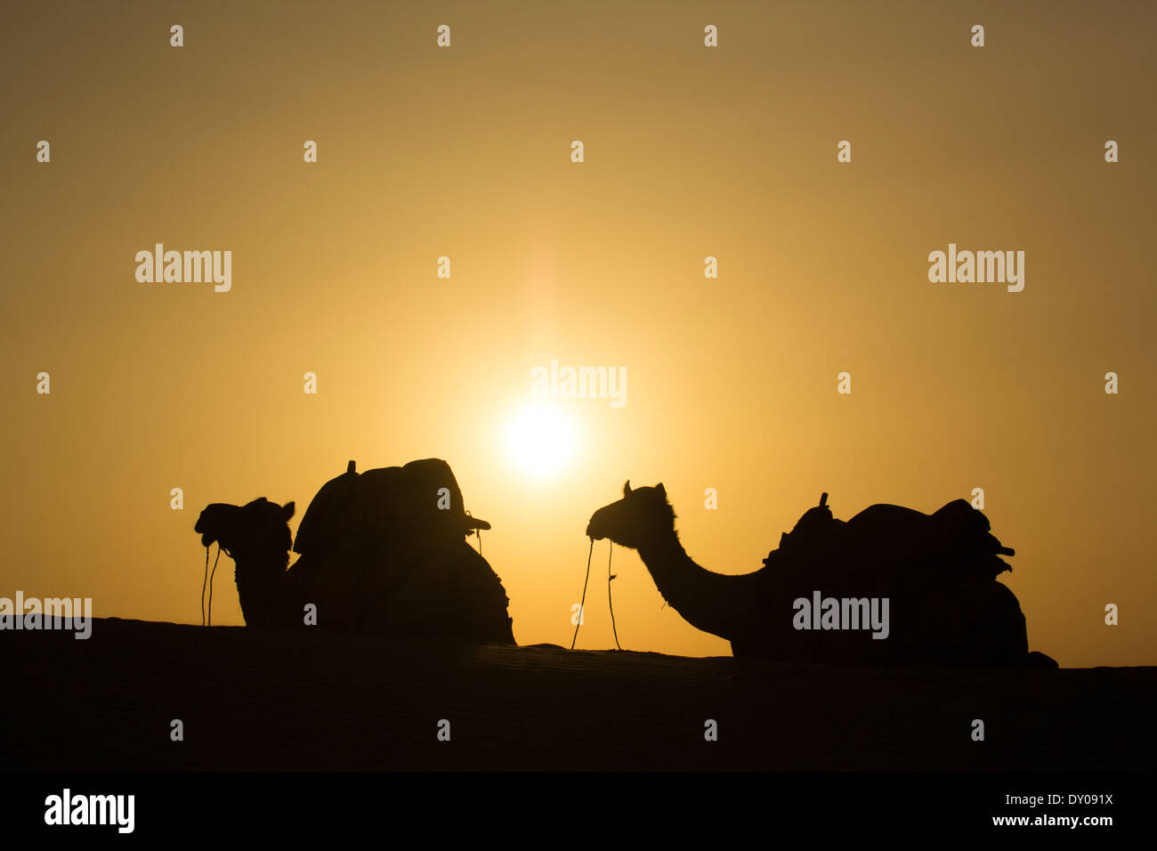 camel group sit on dune during hot sunny Stock Photo