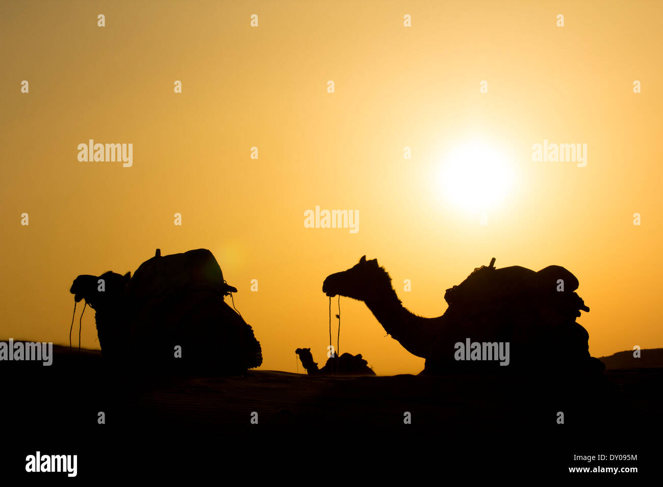 camel group sit on dune during hot sunny Stock Photo
