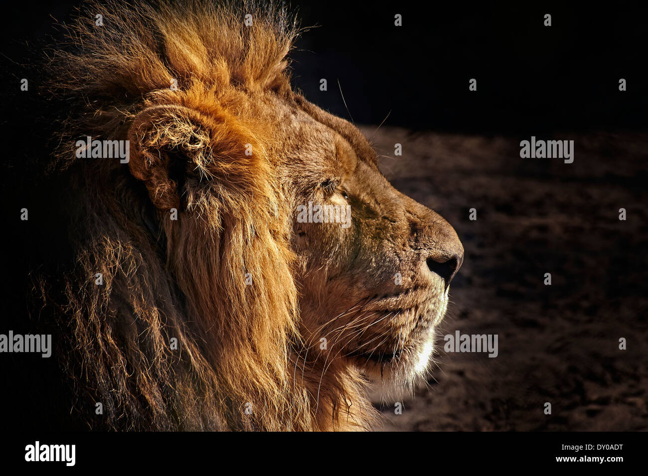 Adult male and profile hi-res stock photography and images - Alamy