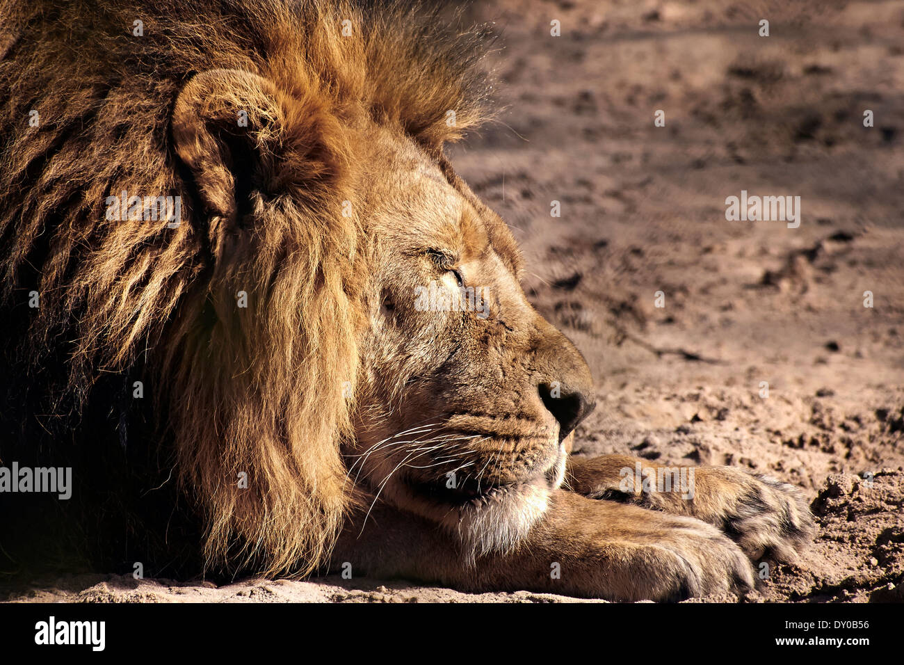 An adult male Lion relaxing Stock Photo