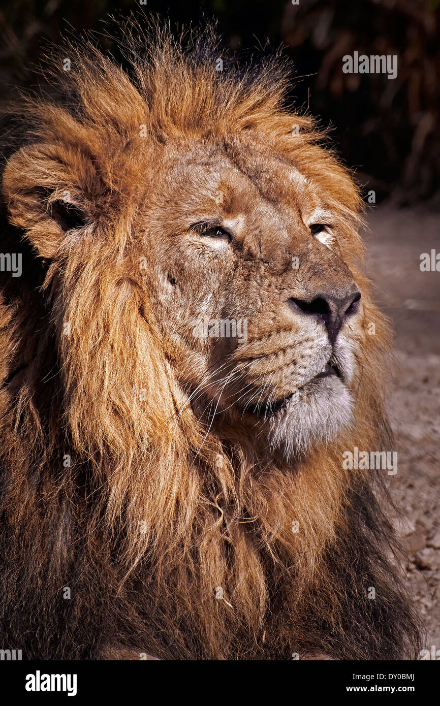 A mature Male Lion (Panthera leo) enjoying the sunshine. Stock Photo