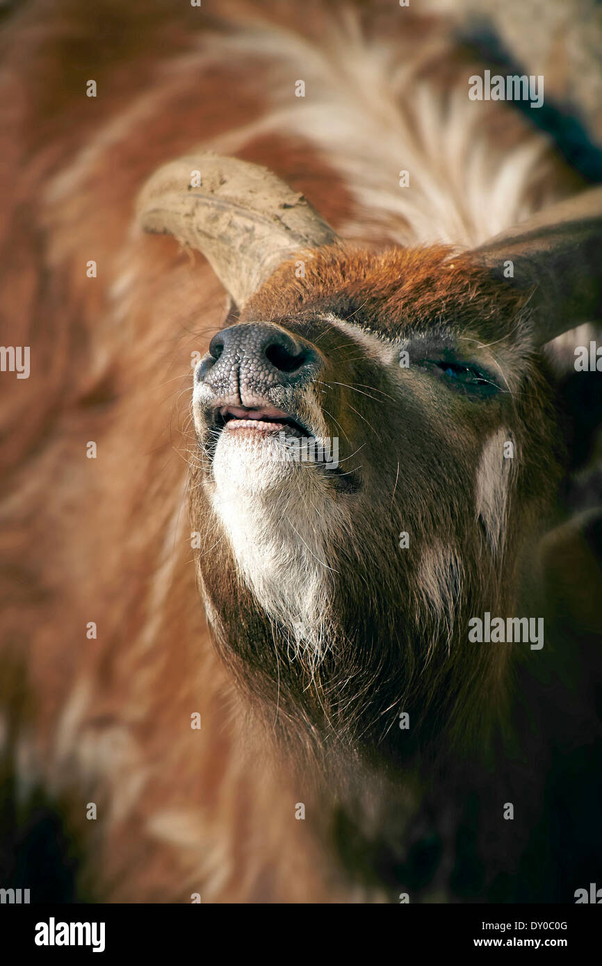 Male Sitatunga Antelope tasting the air. Stock Photo