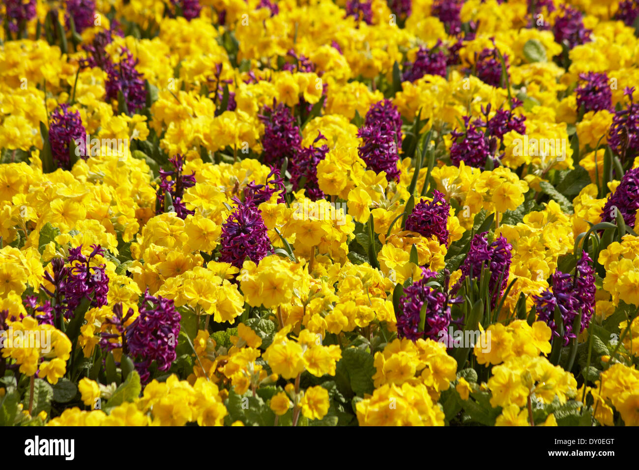 colourful Spring flowers polyanthus and hyacinths in flower beds at