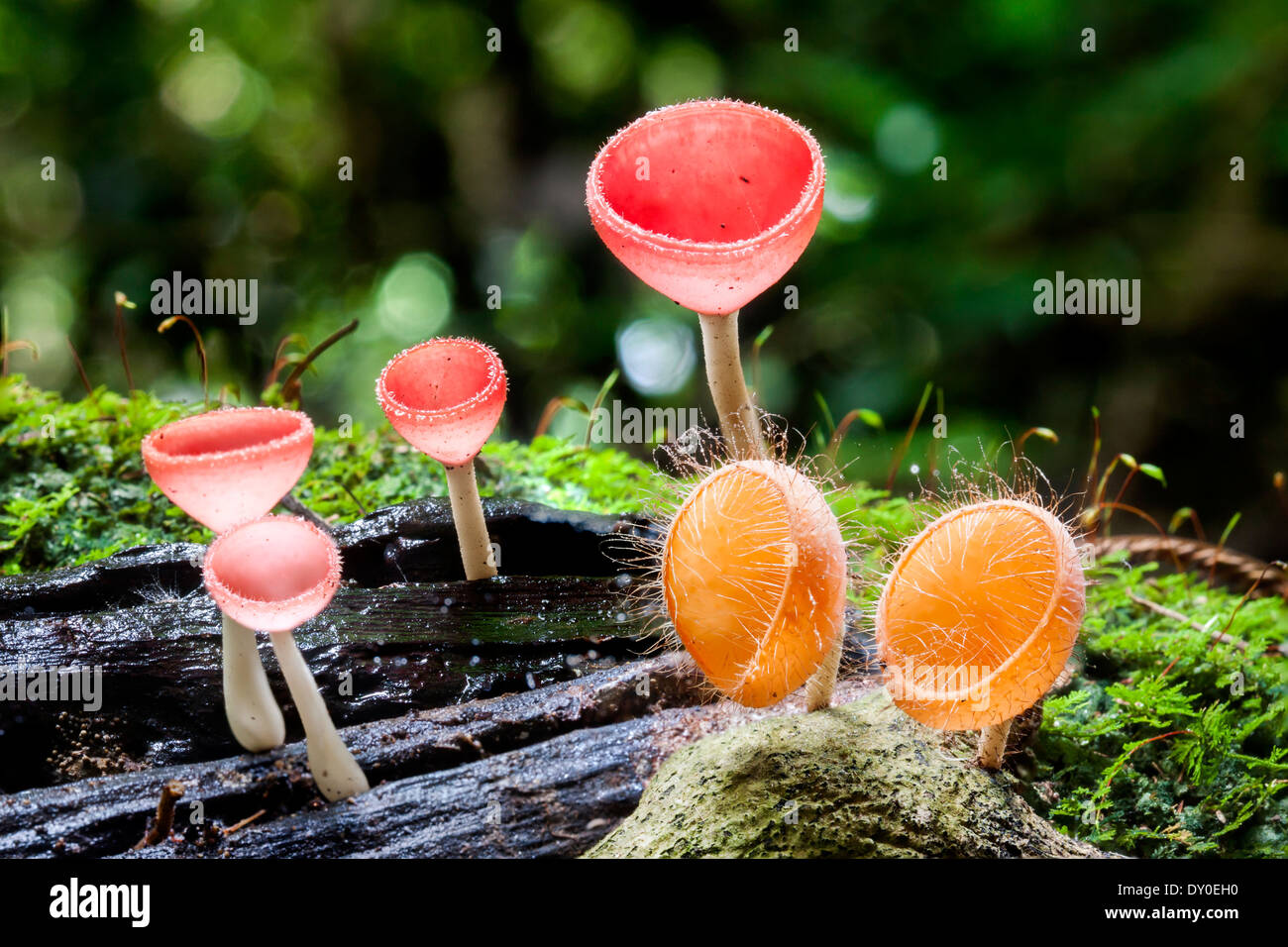 Pink and orange Burn Cup, Fungi Cup mushroom in forest Stock Photo