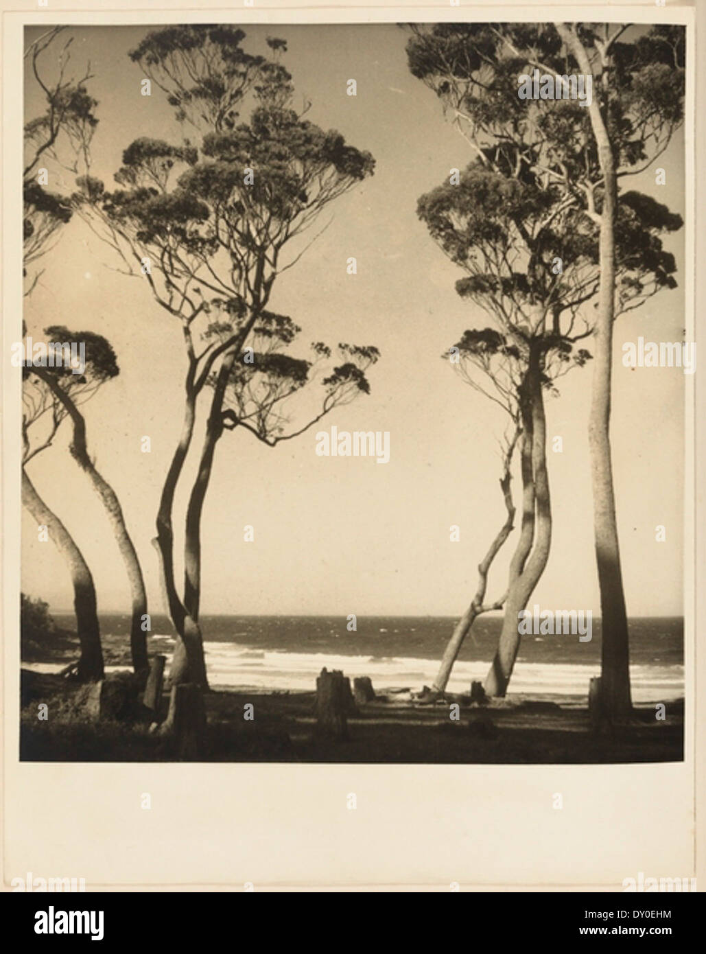 Beach scene from Camping trips on Culburra Beach by Max Dupain and Olive Cotton Stock Photo