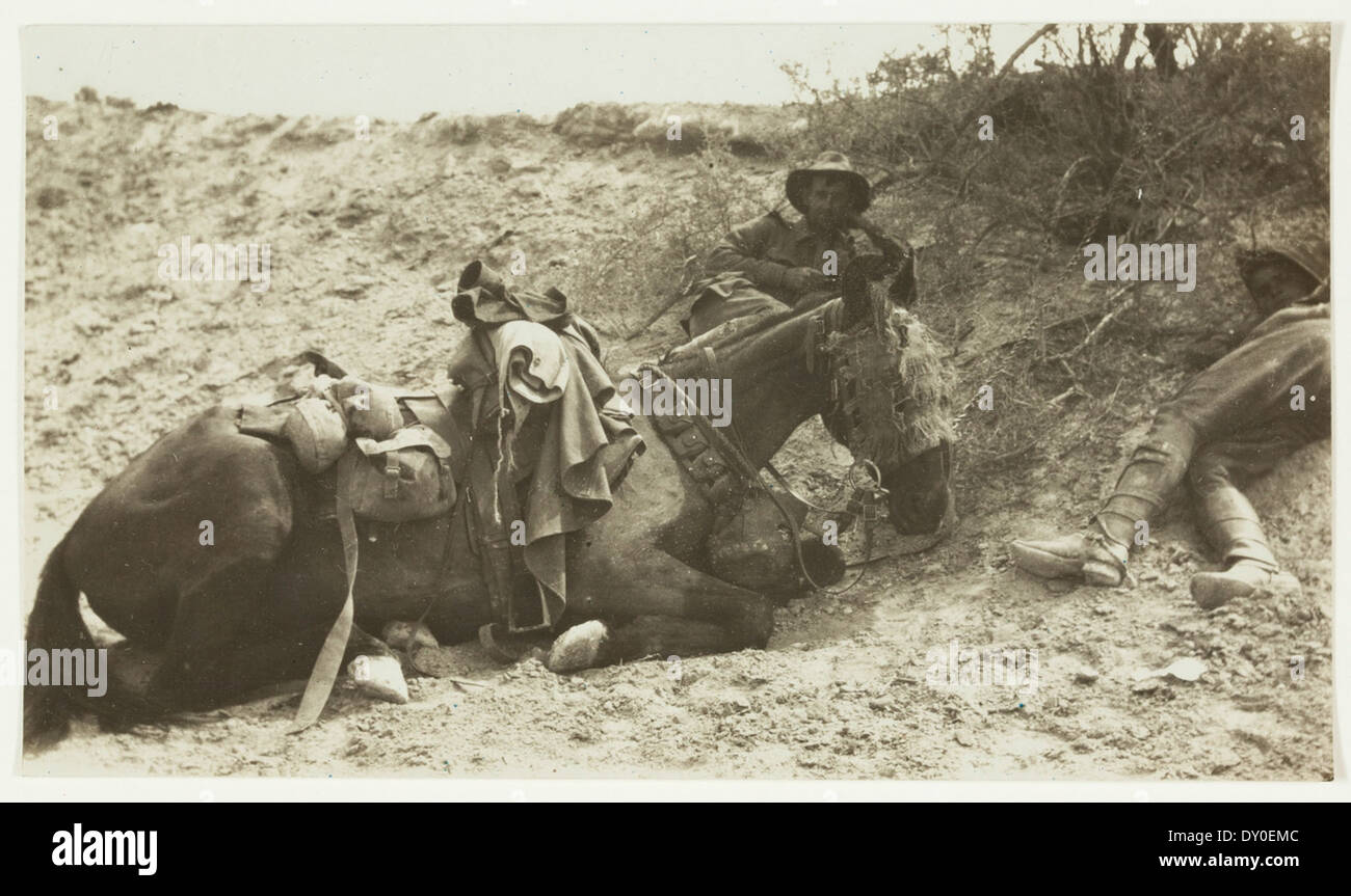 Tired man & horse. This man, Nicholls of Leichhardt, Sydney, was killed 2 hours after the photo was taken, by a bomb dropped from one of 17 Turkish aeroplanes, on 2nd May, Es Salt stunt by J.F. Smith of the 7th Light Horse in Egypt and Palestine, c. 1914 Stock Photo