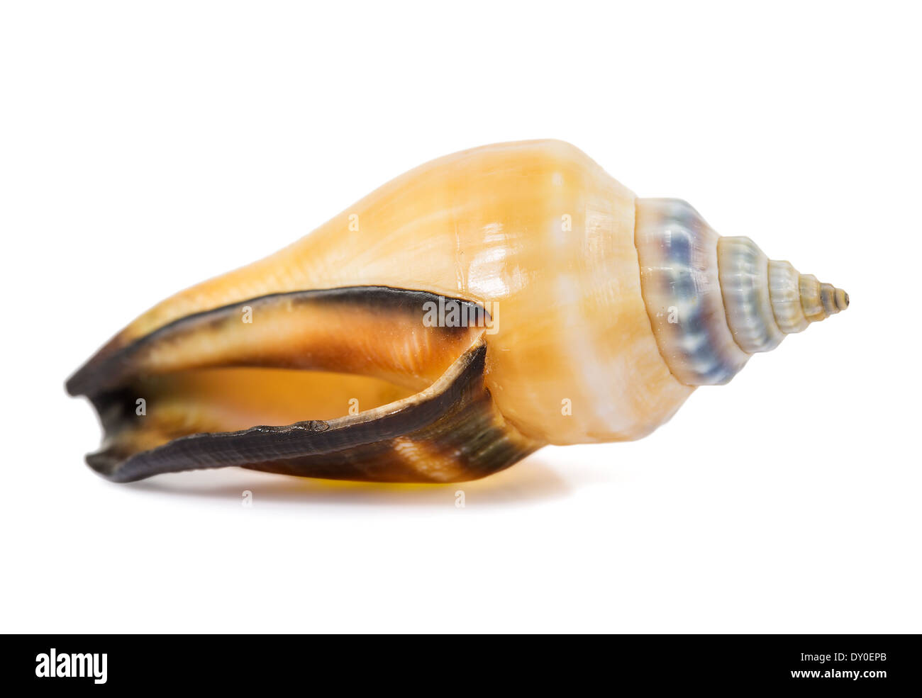 seashell isolated on a white background Stock Photo - Alamy