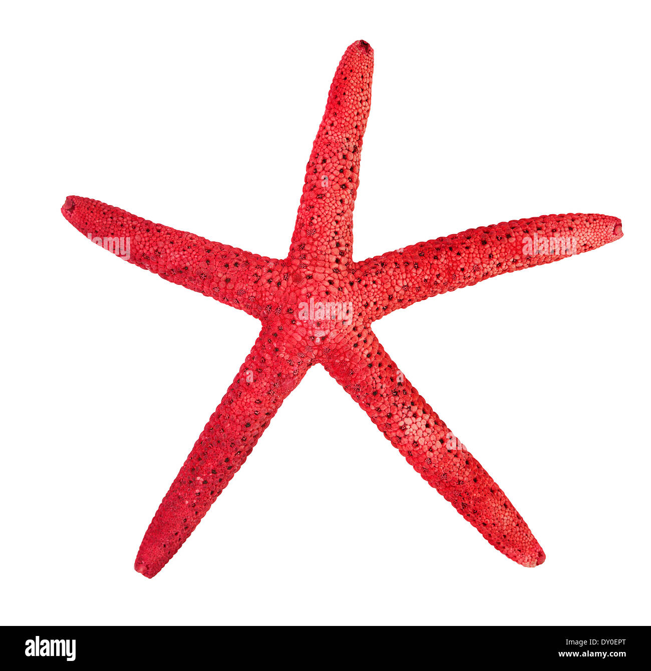 Red starfish isolated on a white background Stock Photo