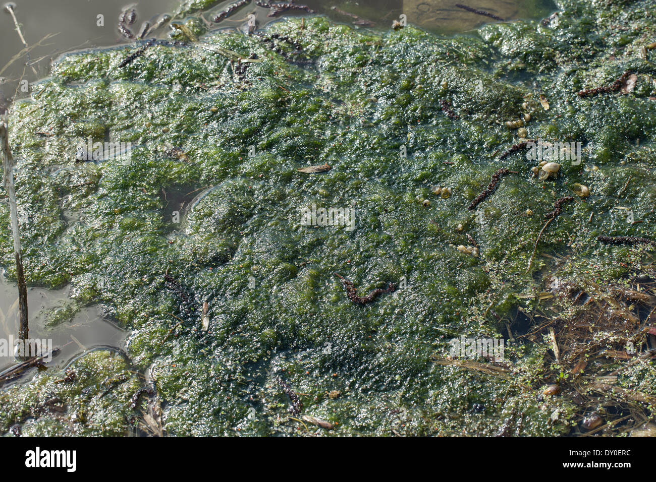 green alga, green algae, Schraubenalgen, Grünalgen, Fadenalgen, Algenmatten, Algenwatte, Algen, Algenteppich, Spirogyra spec. Stock Photo