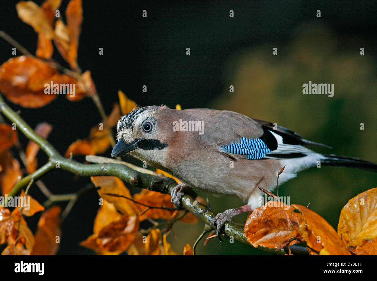 Jaybird, Jay, Eurasian jay, Eichelhäher, Eichel-Häher, Garrulus glandarius, Geai des chênes Stock Photo