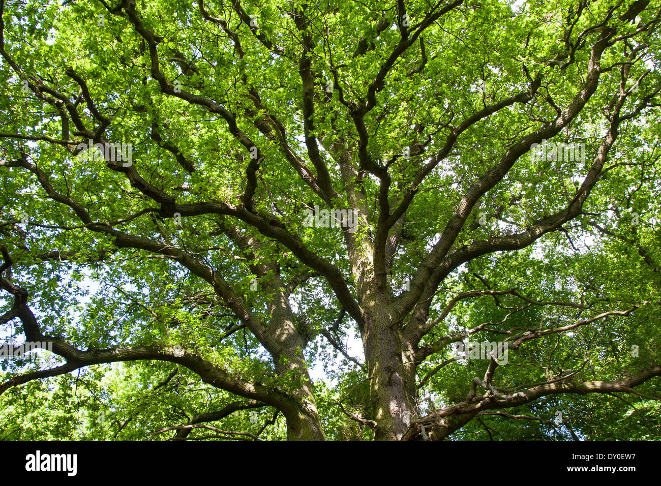 English Oak, oaks, treetop, crown, Stiel-Eiche, Stieleiche, Eiche, Eichen, Quercus robur, Frühjahr, Baumkrone, Chêne commun Stock Photo