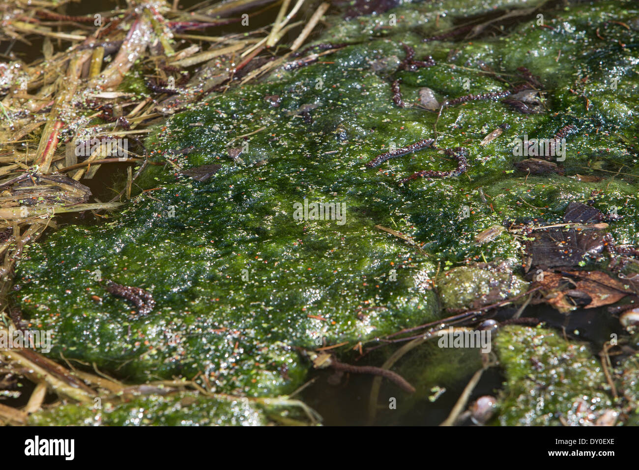 green alga, green algae, Schraubenalgen, Grünalgen, Fadenalgen