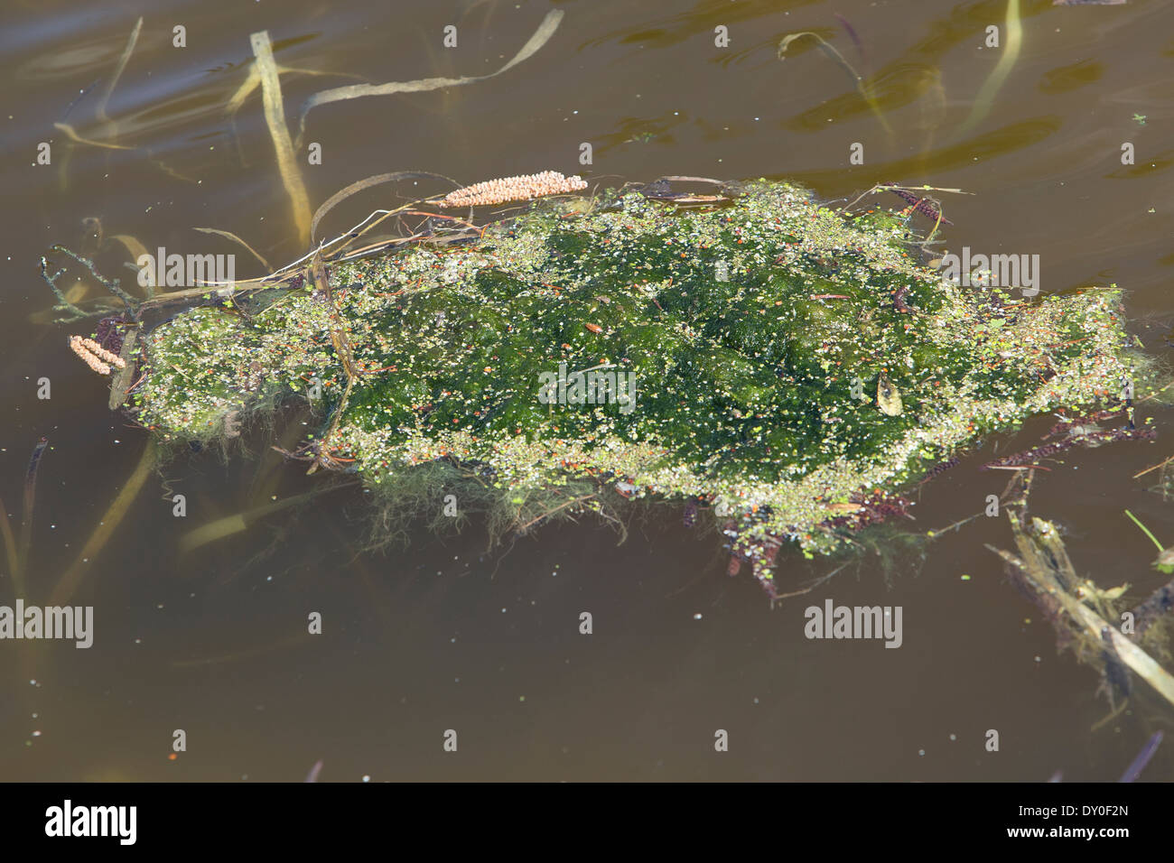 green alga, green algae, Schraubenalgen, Grünalgen, Fadenalgen, Algenmatten, Algenwatte, Algen, Algenteppich, Spirogyra spec. Stock Photo