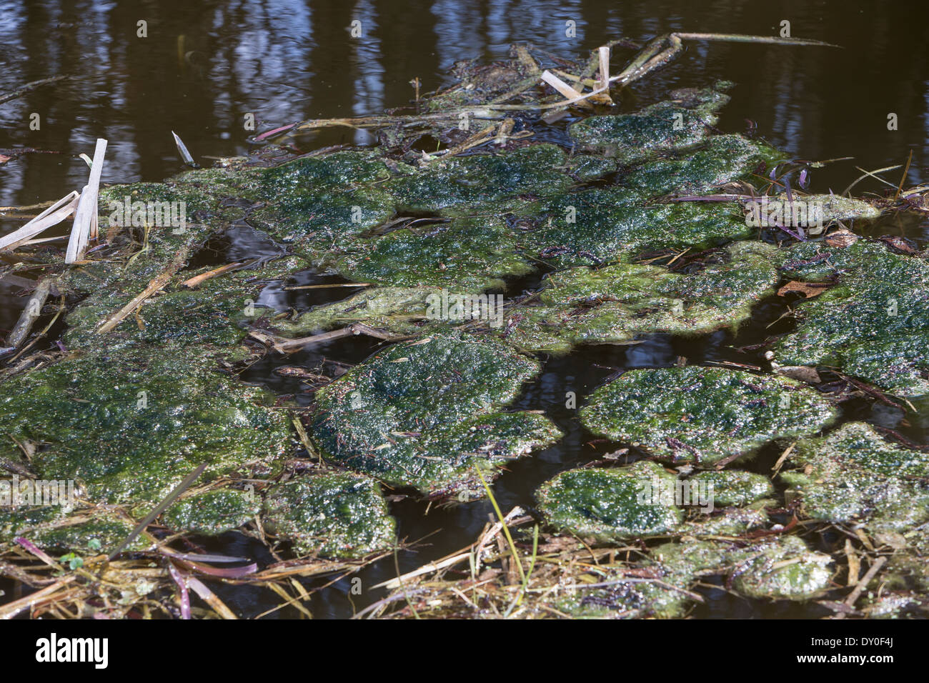 green alga, green algae, Schraubenalgen, Grünalgen, Fadenalgen