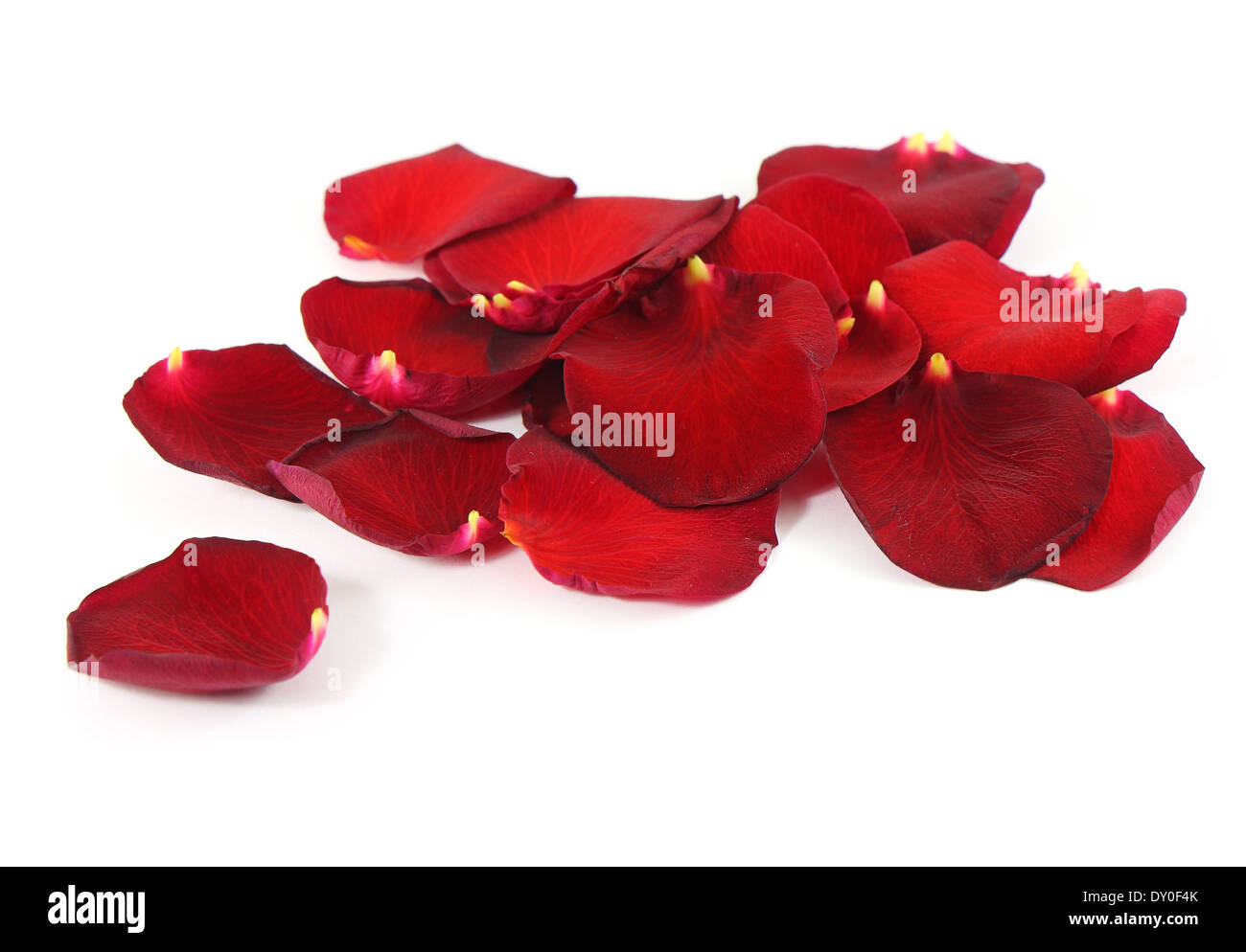 Beautiful red rose petals background Stock Photo