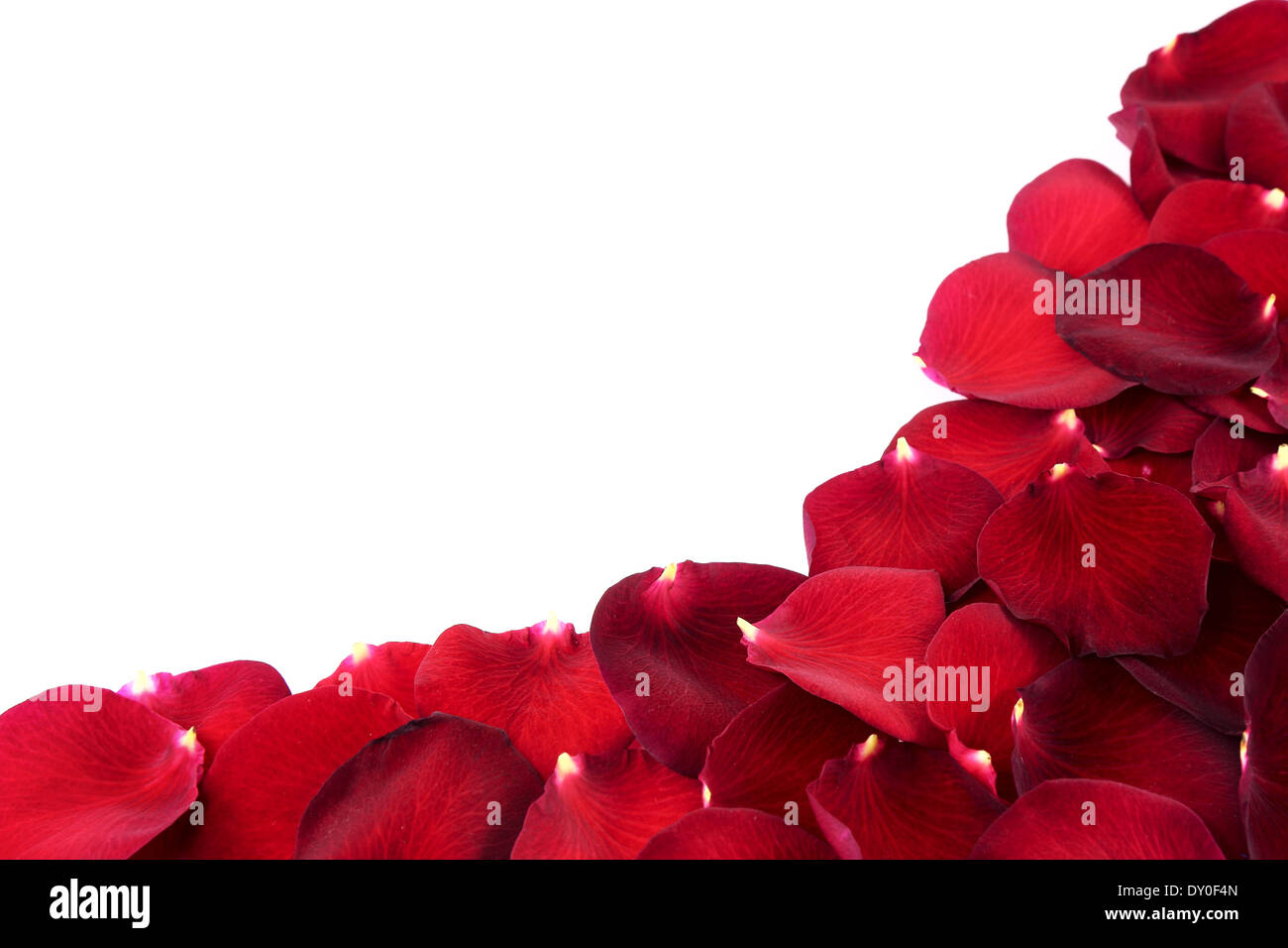 Rose flower border hi-res stock photography and images - Alamy