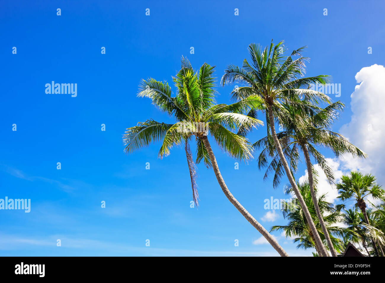 Coconut palm trees against blue sky Stock Photo