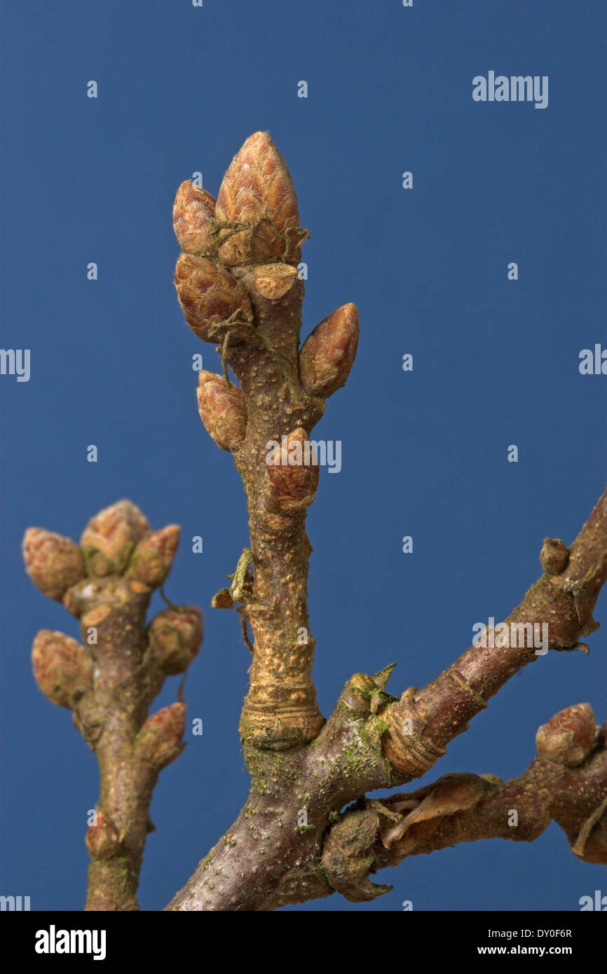English Oak, oaks, bud, buds, Stiel-Eiche, Stieleiche, Eiche, Knospe, Knospen, Quercus robur, Chêne commun Stock Photo