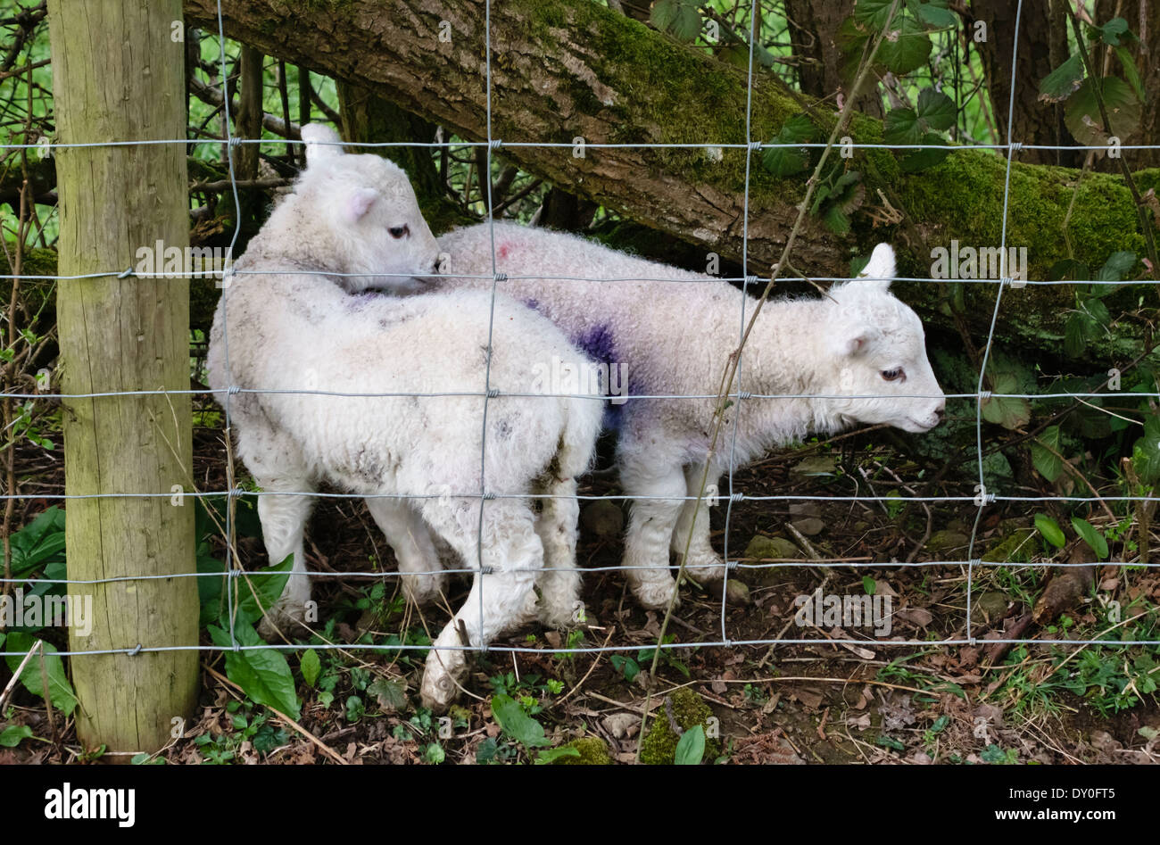 Lambs in spring, Wales, UK Stock Photo