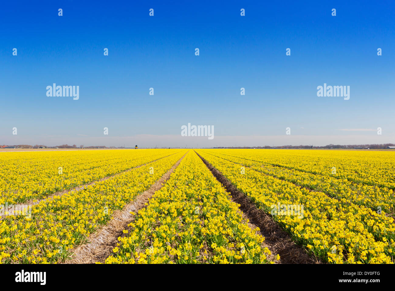 Bright field yellow flowers hi-res stock photography and images - Alamy