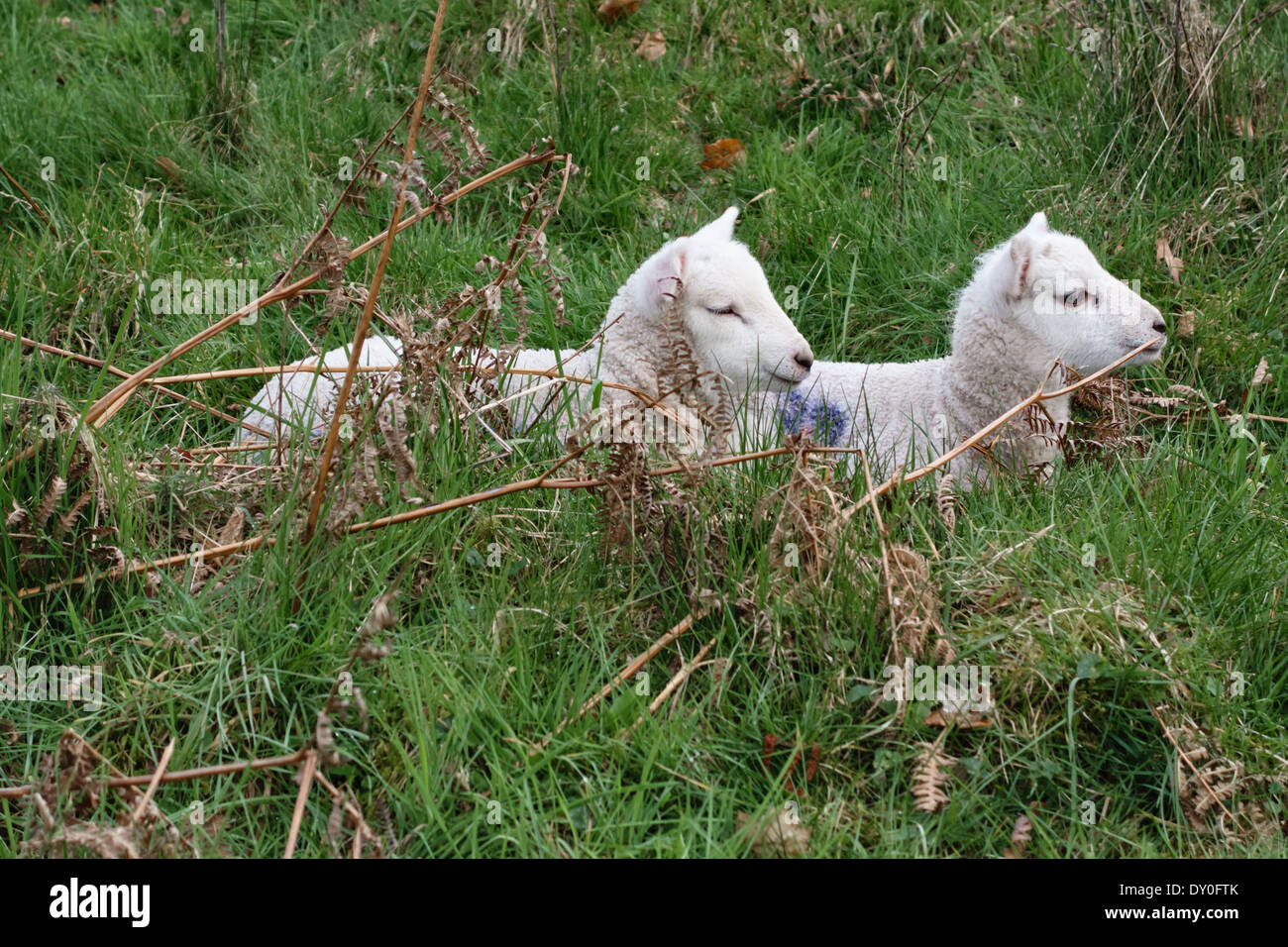 Lambs in spring, Wales, UK Stock Photo