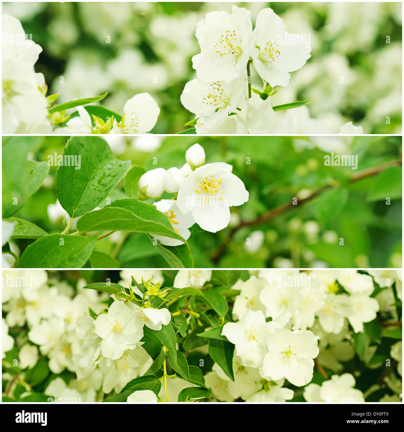 Jasmine flowers collection Stock Photo Alamy