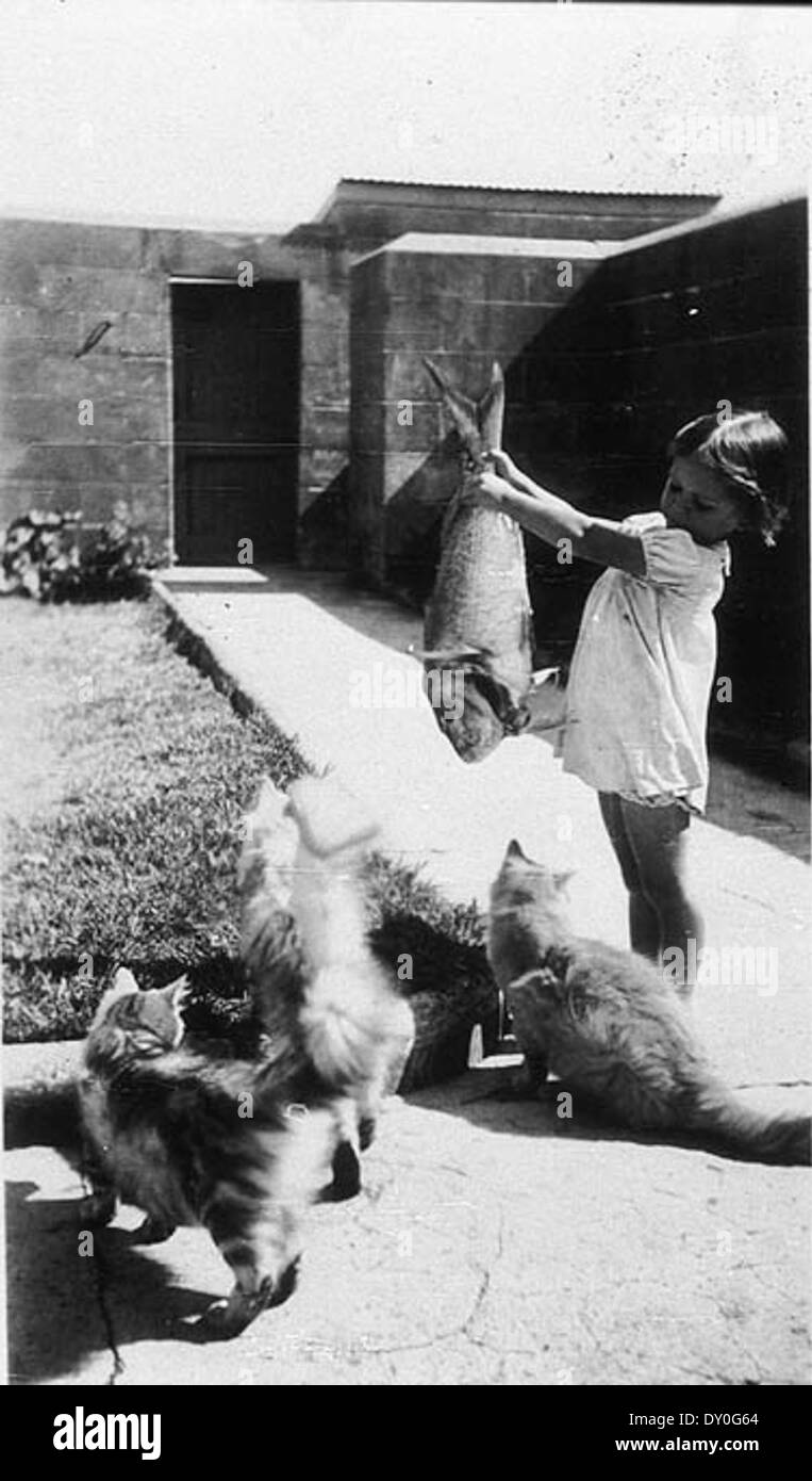Cats' food didn't come out of a can and it was nothing but the best fish - Pt Perpendicular, c 1936 / by Mrs Tulk Stock Photo