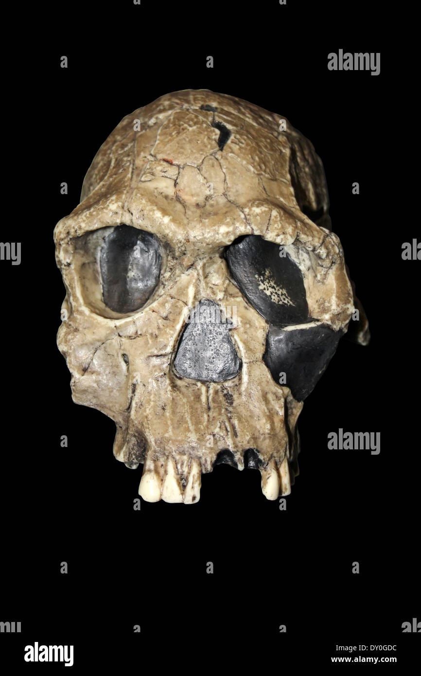 Replica Homo habilis Skull KNM ER 1813 Stock Photo