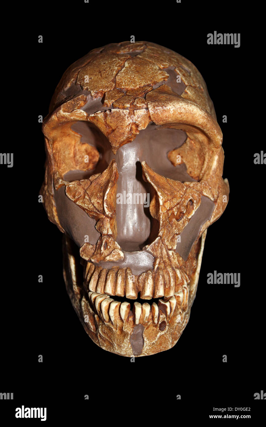 La Ferrassie1 Homo neanderthalensis Skull Replica Cast Stock Photo