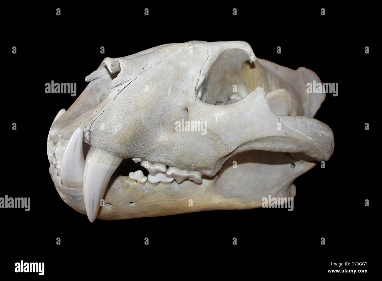 Tiger Panthera tigris Skull Stock Photo