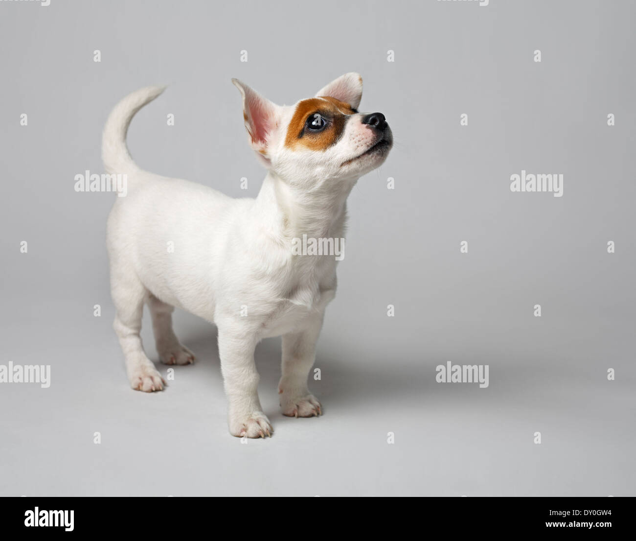 Jack Russell terrier puppy. Very short depth-of-field. Stock Photo