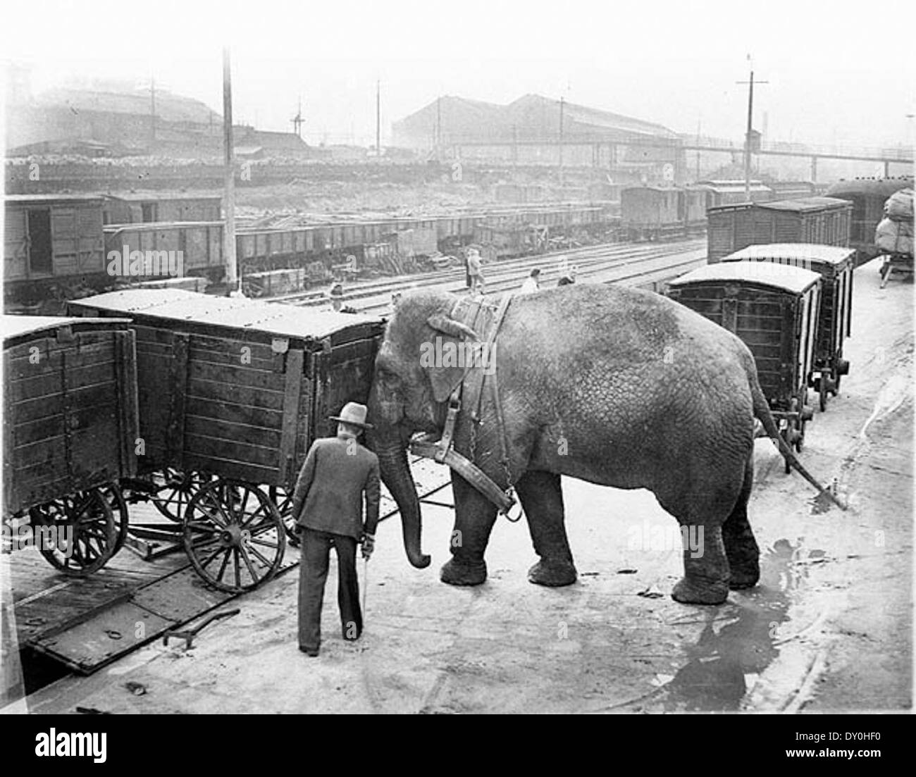 Elephants loading the train, Sydney, ca. 1932 / Sam Hood Stock Photo
