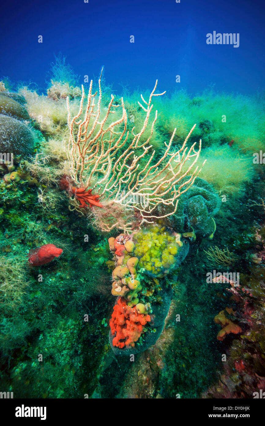 Croatia adriatic sea coral hi-res stock photography and images - Alamy