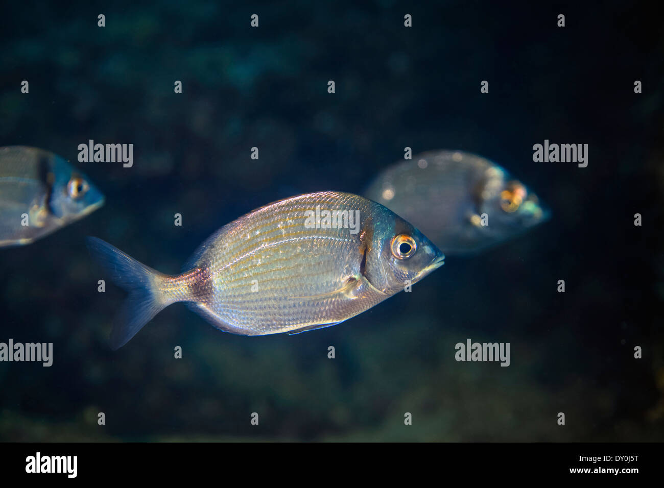 white-sea-bream-hi-res-stock-photography-and-images-alamy