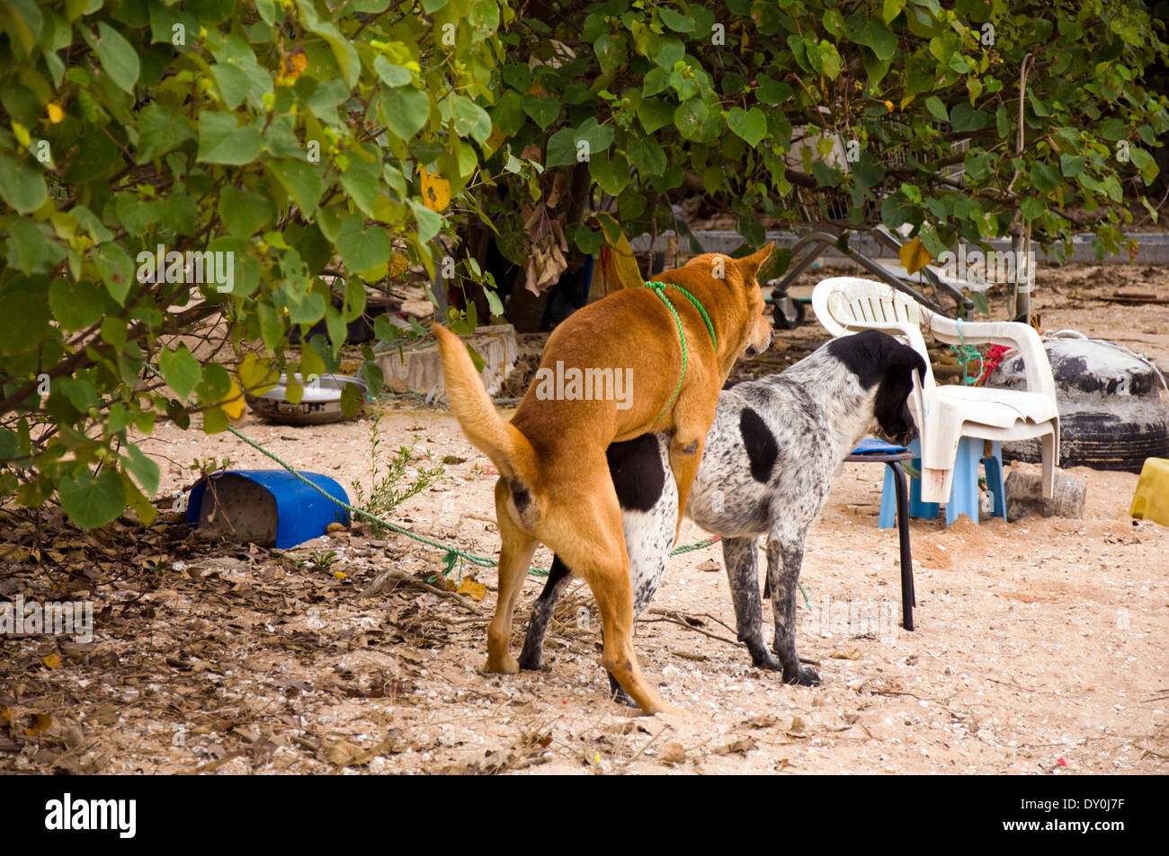 Two dogs fucking copulating mating bitch dog beach Stock Photo