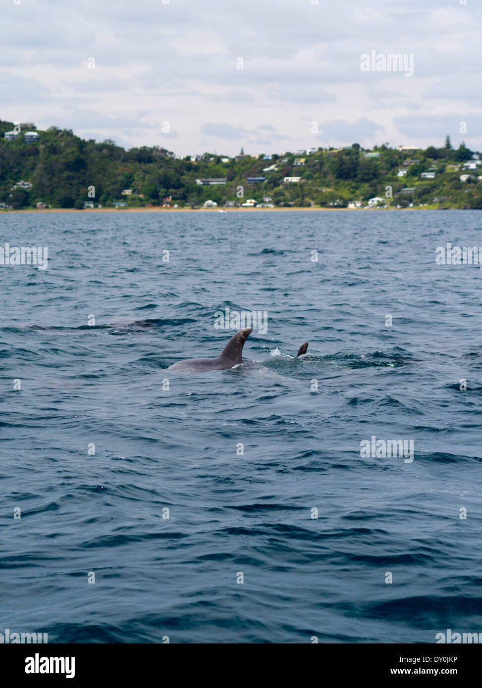 Bottlenose Dolphins New Zealand Hi Res Stock Photography And Images Alamy
